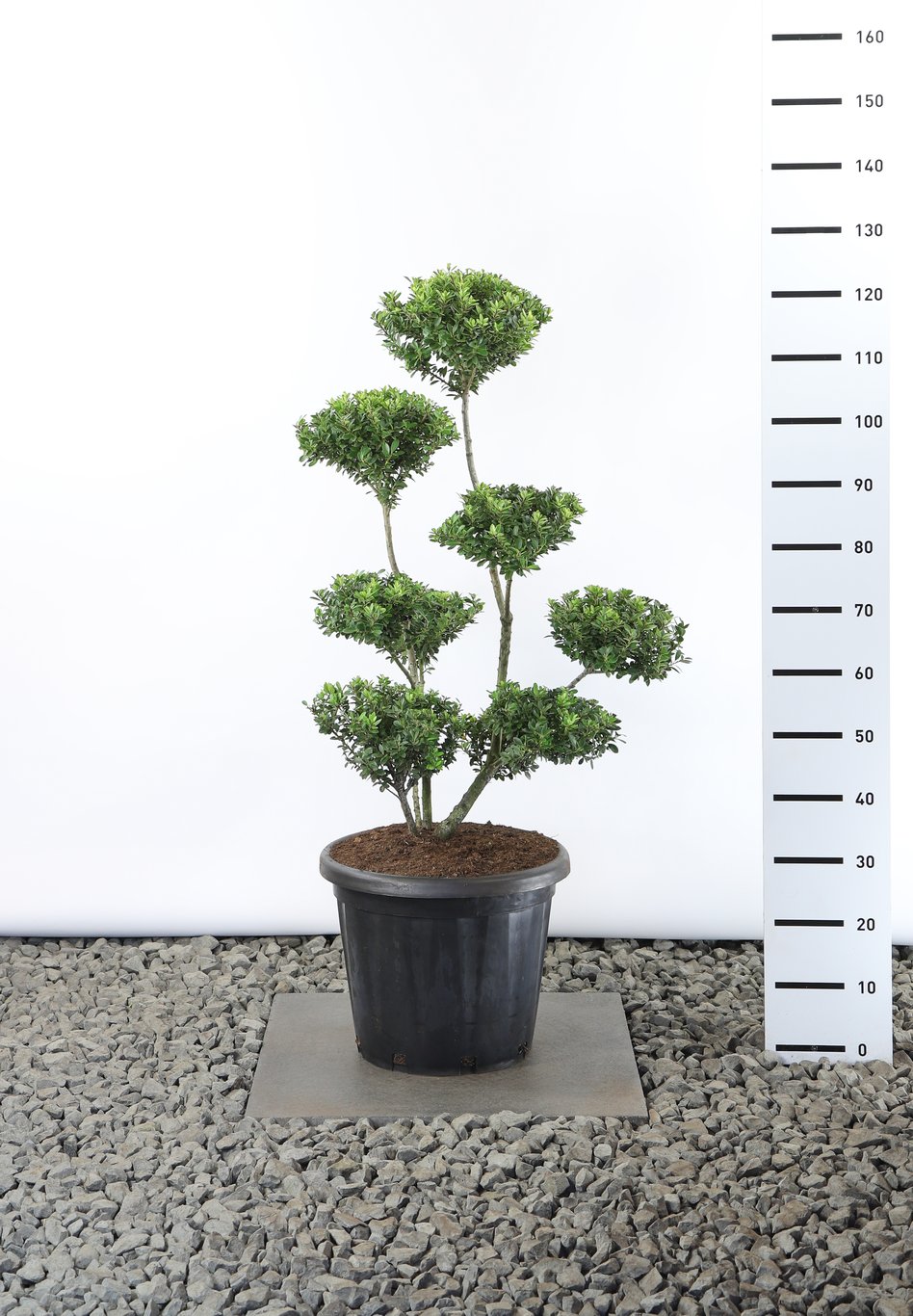 Ilex maximowicziana kanehirae - 80-100 CM Multiplateau EXTRA in Cont.